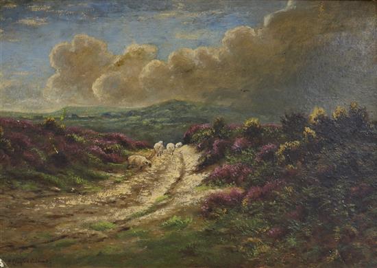 Harold Clayton Adams Sheep on moorland 35 x 49cm